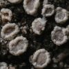 Lecanora dispersa